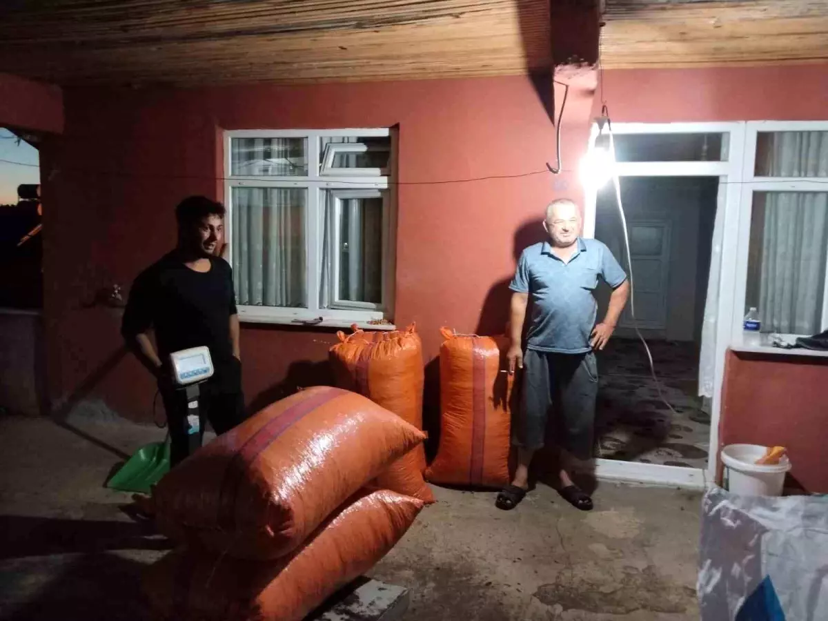 alaplida ilk findik alimi gerceklesti njtgYD9t