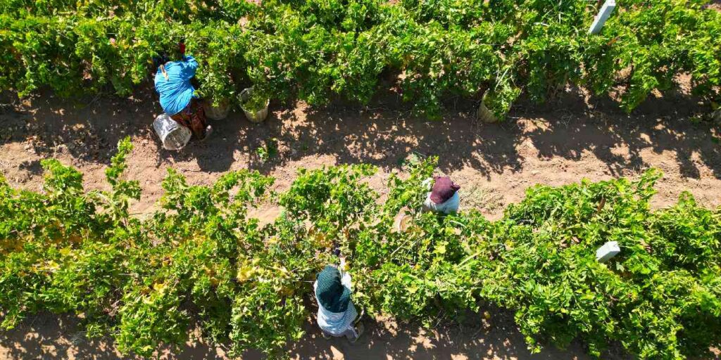 manisada hasadi basladi 1 milyon dekar alanda yetistiriliyor p6WuqxUd