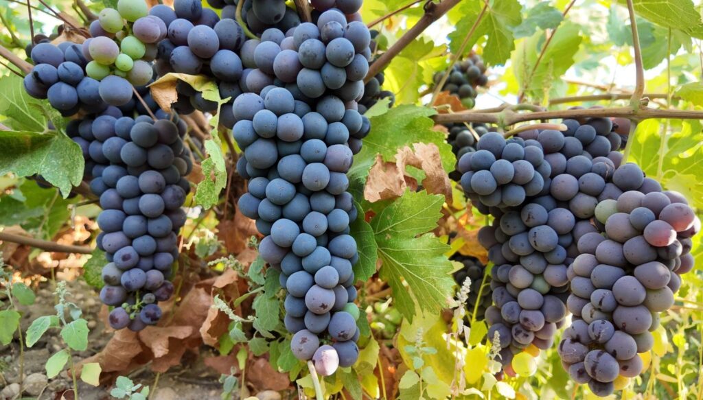 cografi isaretli ercis uzumunun bag bozumu basladi yBYLiGBI