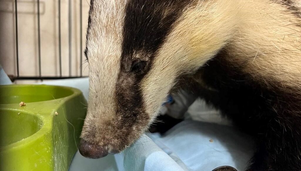 evin bahcesinde bulunan porsuk tedavi altina alindi Zs4MRU3Q