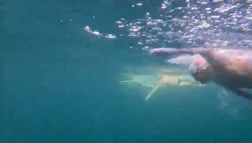 tuna tunca cebelitariki gecen ilk otizmli yuzucu Tf1SqDnV