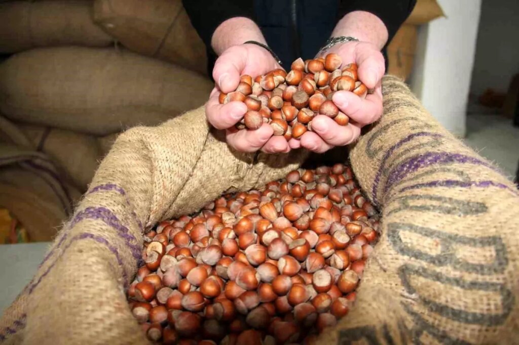 giresunda findik fiyatlari haftayi 315 liradan kapadi 7N2fmO3a