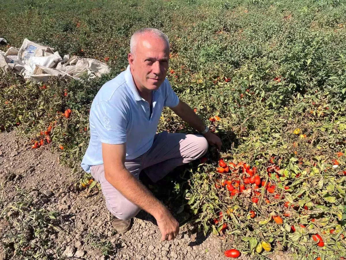 ingiltereden tarima yatirim secim gezegenin basari hikayesi rXcfqpVn.jpg