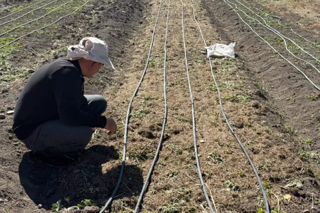 issiz kalinca ekti hayati degisti kilosunu 200 300 bin tlye satiyor CZiK4ydW.jpg