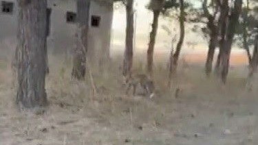 karsta tilkiler yerlesim yerlerinde cirit atiyor 56OWwjPL