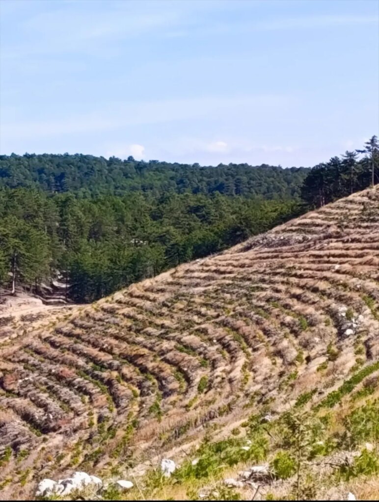 nallihanda yangin sonrasi 2 milyon fidan dikildi Q7MCqFEO