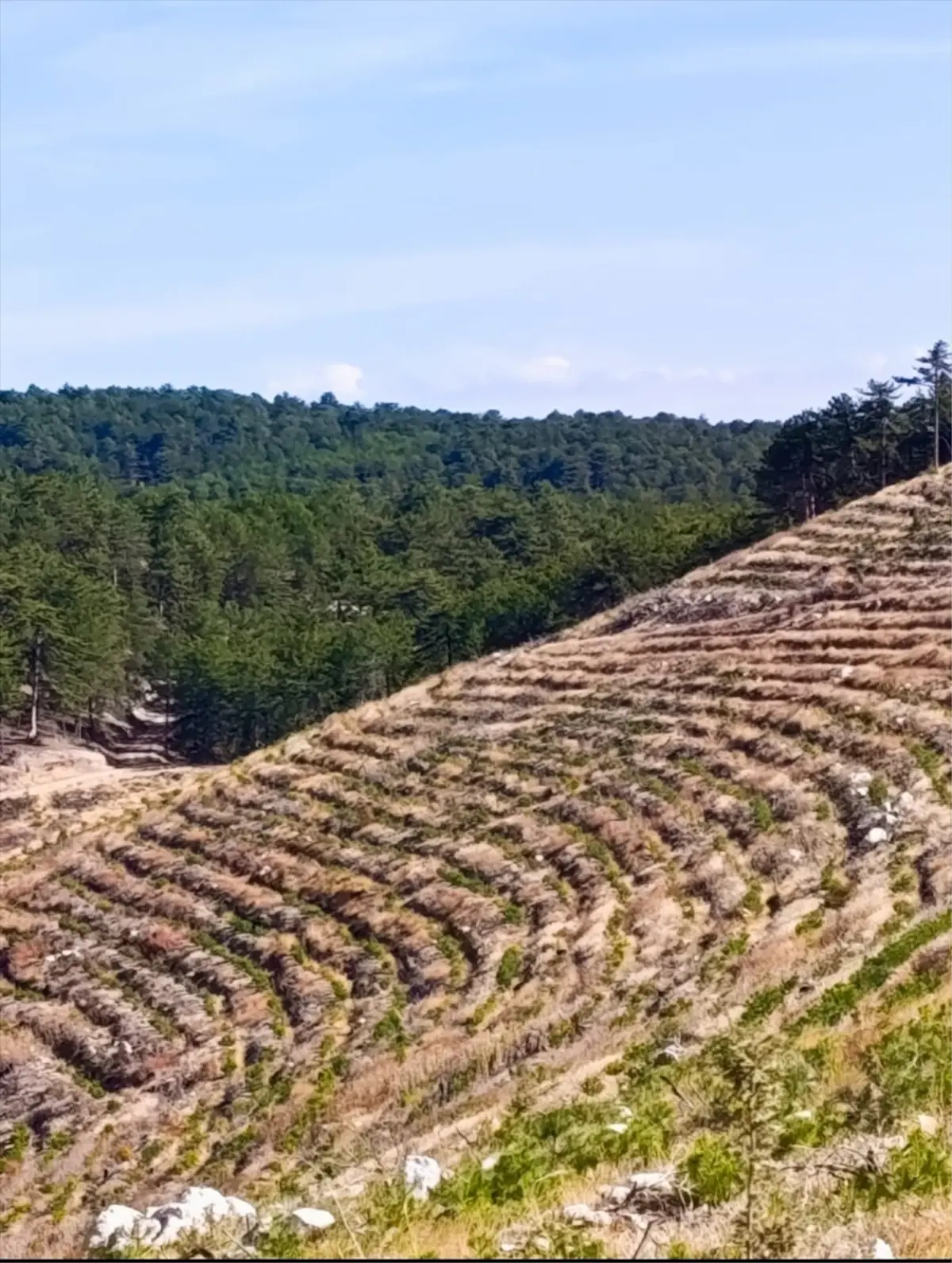 nallihanda yangin sonrasi 2 milyon fidan dikildi Q7MCqFEO