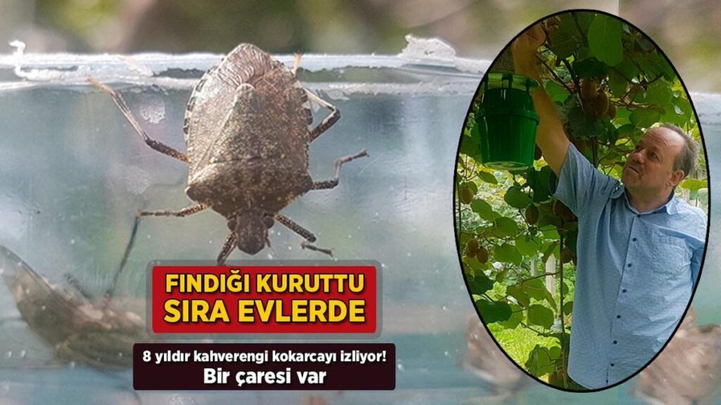 findigi kuruttu sira evlerde 8 yildir kahverengi kokarcayi izliyor bir caresi var P1SKjrty.jpg