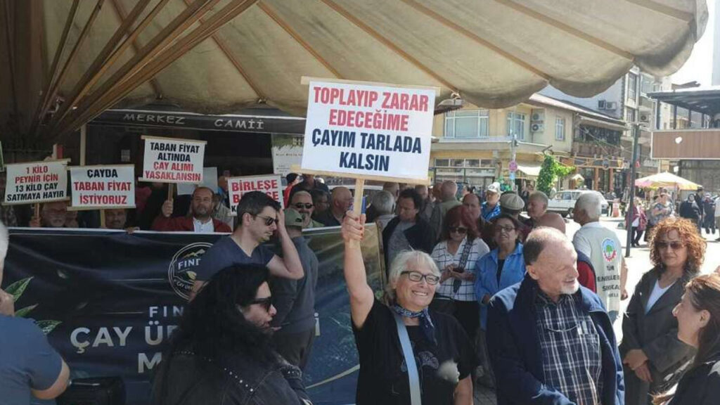 Fındıklı’daki Çay Üreticileri, 35 TL’lik Yaş Çay Fiyatına Şiddetli Tepki Gösterdi